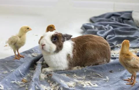 Rabbit and Chicks Pets Stock Photos