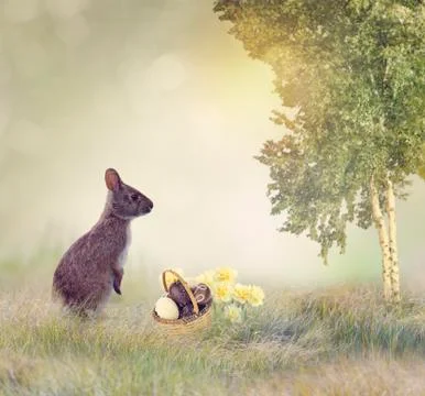 Rabbit and Chocolate Eggs Stock Photos