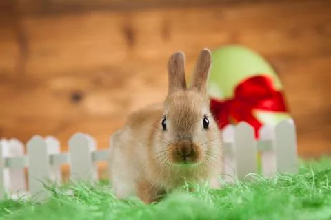 Rabbit and easter eggs Free Stock Photos