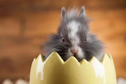 Rabbit and easter eggs Free Stock Photos
