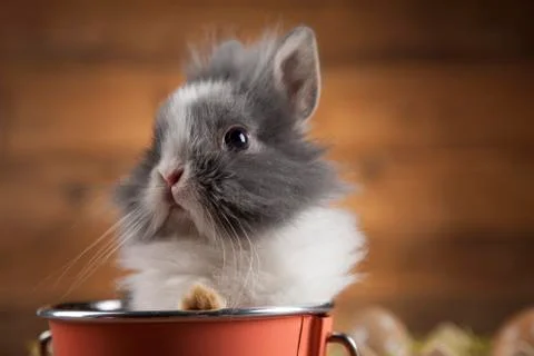 Rabbit and easter eggs Free Stock Photos