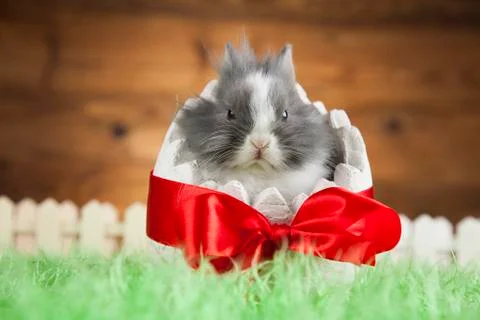 Rabbit and easter eggs Free Stock Photos