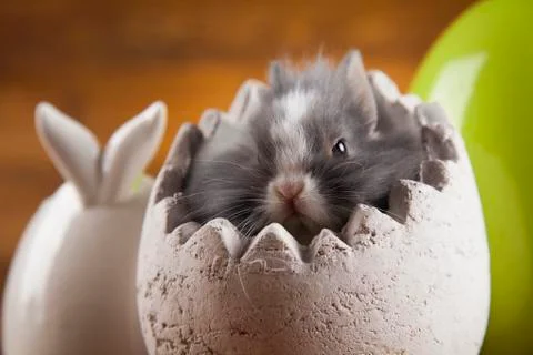 Rabbit and easter eggs Free Stock Photos
