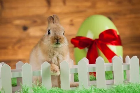 Rabbit and easter eggs Free Stock Photos