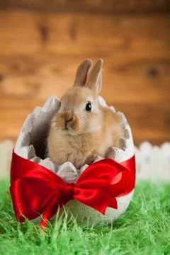 Rabbit and easter eggs Free Stock Photos