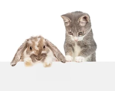 Rabbit and kitten over empty white banner looking down together. isolated on  Stock Photos