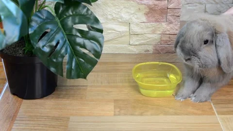 Rabbit and monstera Stock Footage 156306445