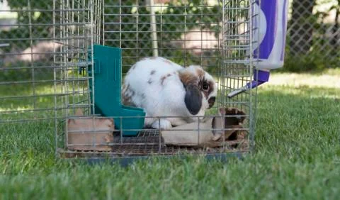 Rabbit and open cage Stock-Fotos