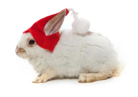 Rabbit and red hat Stock Photos