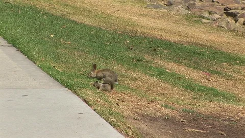 Rabbit and Squirrel Dana Point CA Stock Footage 90105268
