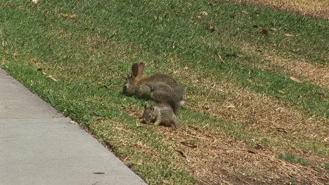 Rabbit and Squirrel Stock Footage 90105528