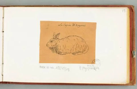 The rabbit of Angora (Krolik (Angorski), W: Draw at the pen by Huet fils. ... Stock Photos