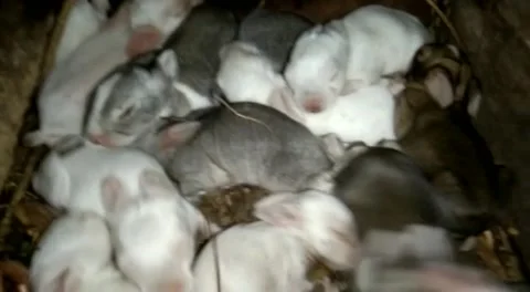 Rabbit Animal Stock Footage 230926295