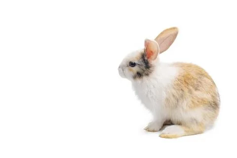 Rabbit animal small bunny easter is sitting and funny happy animal Foto stock