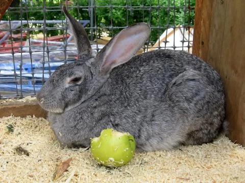 Rabbit with apple Stock Photos