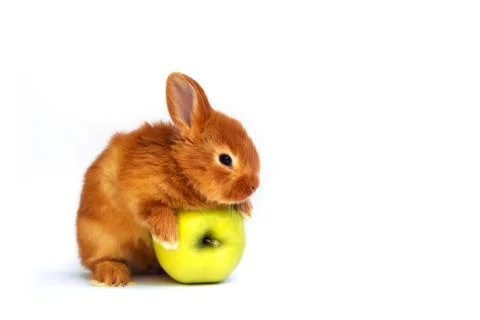 Rabbit with apple Stock Photos