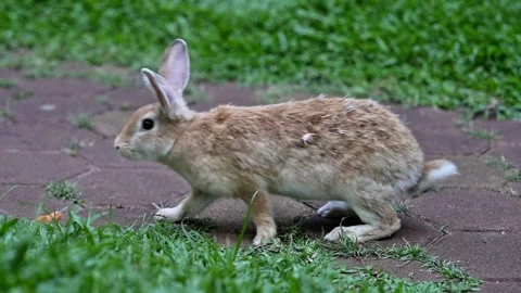 Rabbit are being fed carrots in the rabbit garden Stock Footage 299368304