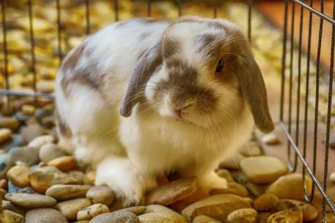 The rabbit are sitting Stock Photos