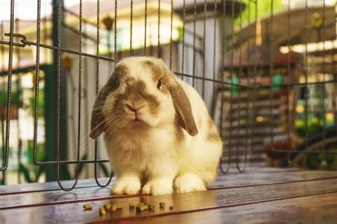 The rabbit are sitting Foto stock