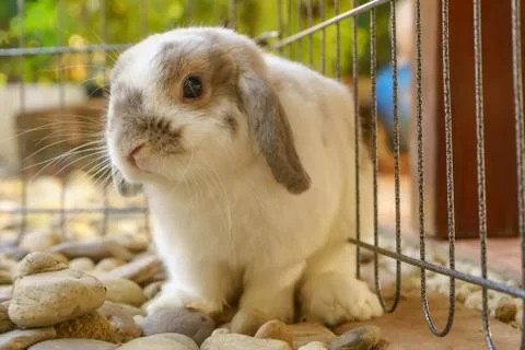 The rabbit are sitting Foto stock