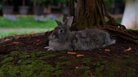 Rabbit are taking shelter under the banyan tree Stock Footage 299367904