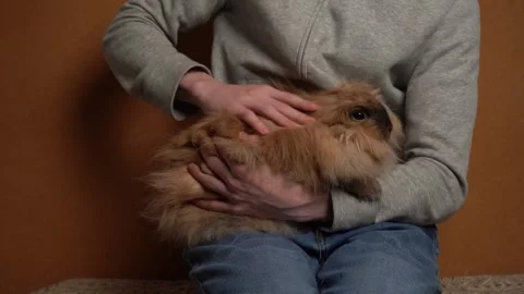 Rabbit is in the arms of the owner. Stock Footage 260819792