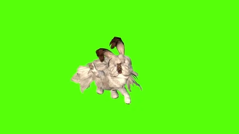 Rabbit Attack Green Screen Animation 4K Rendering Video stock 295557962