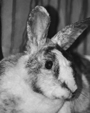 Rabbit B &amp; W Stock Photos