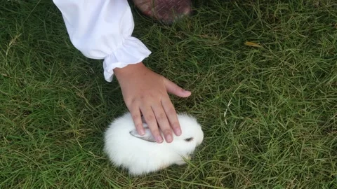Rabbit baby (2) Stock-Footage 324627235
