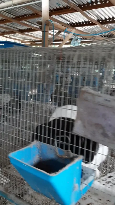 Rabbit Barn Stock Footage 167385483