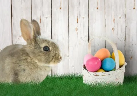 Rabbit with basket with color Easter eggs in the garden. 写真素材