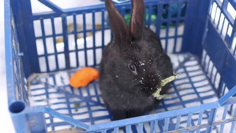 Rabbit in the basket eating cabbage leaf. Farm animals. 4K. Stock Footage 226761825