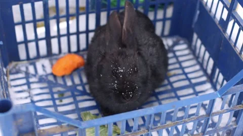 Rabbit in the basket eating cabbage leaf. Farm animals. 4K. Stock Footage 226993338