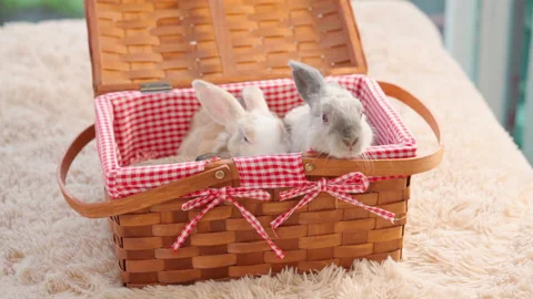 Rabbit in the basket Stock Footage 180532675