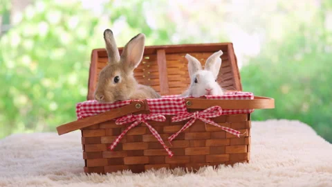 Rabbit in the basket Stock Footage 180535445