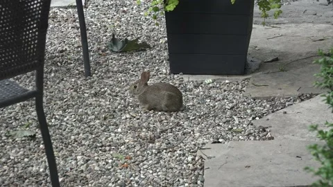 A rabbit that becomes alert 4K Stock Footage 134937878