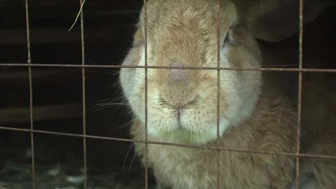 Rabbit behind bars looking at the camera Stock Footage 270089459