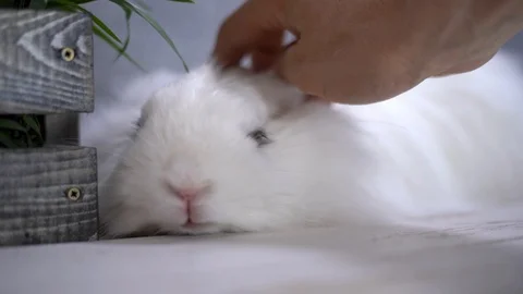 Rabbit with a big nose being caressed by a human hand 스톡 동영상 112290359