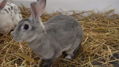 Rabbit biting other rabbit Vídeo Stock 228024627