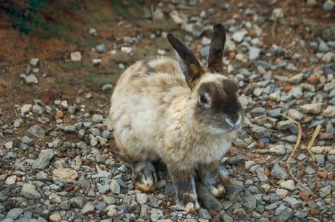 A rabbit with black spots on its ears and face sitting on pebble ground Stock Photos