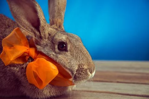 Rabbit with a bow Stock Photos