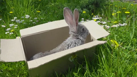 Rabbit in a box in nature Stock Footage 253887403