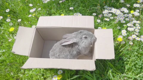 Rabbit in a box in nature Stock Footage 268891929