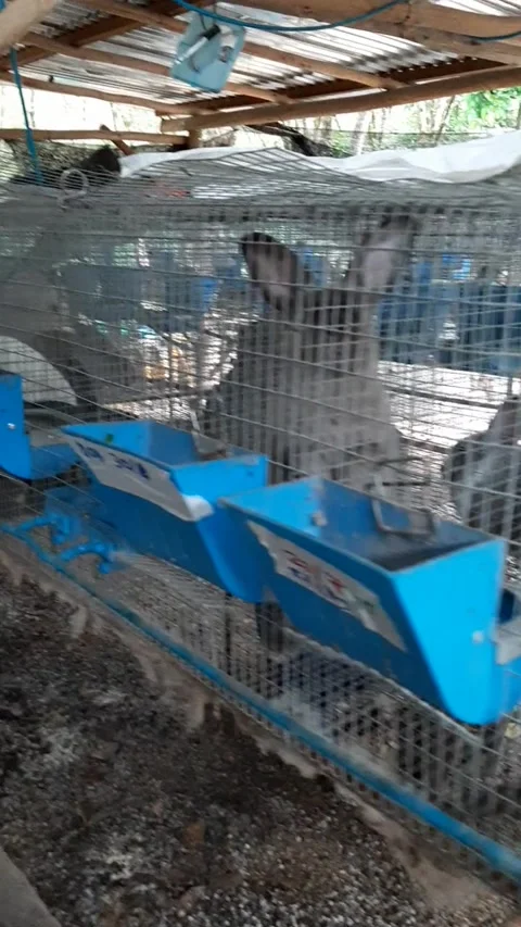 Rabbit Breeding Barn Stock Footage 167385498