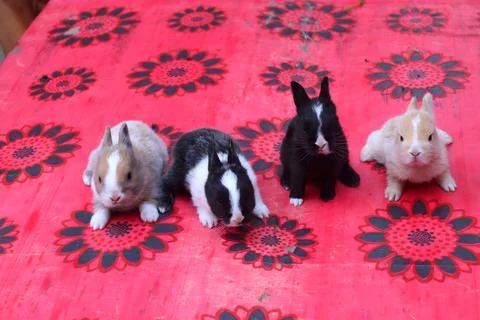 Rabbit Brigade Stock Photos