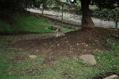 Rabbit brooding under a tree, concept photo Stock Photos