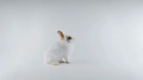 Rabbit with brown ears, looking around, shows tongue, stands up on two legs Stock Footage 102421828