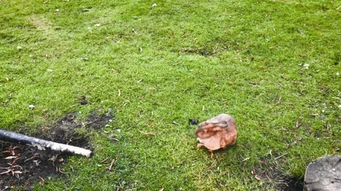 Rabbit brown red washes jumping lawn green cute funny rodent animal Stock-Footage 209143551
