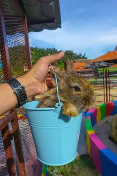 Rabbit in bucket Stock Photos