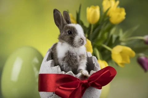 Rabbit, Bunny and easter egg Stock Photos